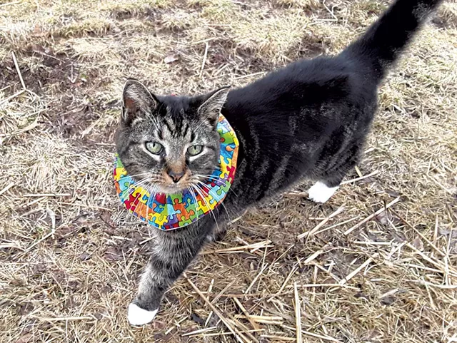 Bird-Safe Cat Collars