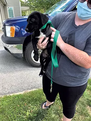 A Puppy From Vt Dog Rescue - COURTESY OF VT DOG RESCUE