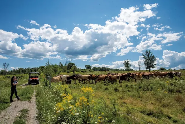 Melanie Webb visiting the Jersey cows whose raw milk she uses to make cheese at Stony Pond Farm - GLENN RUSSELL