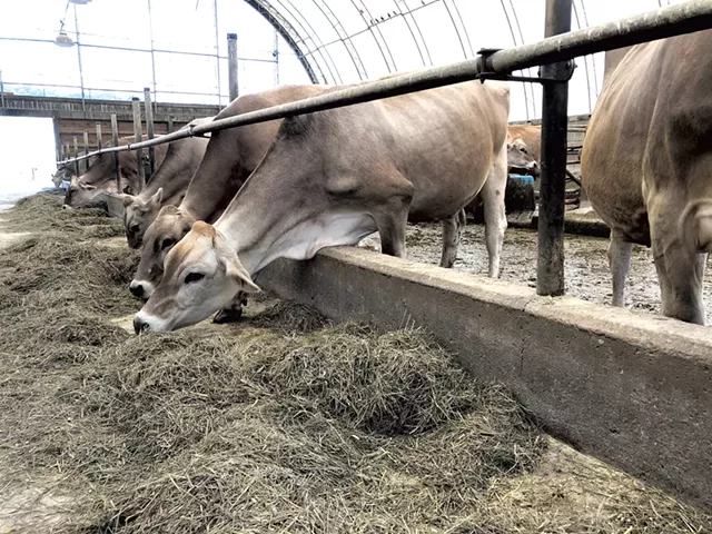 Cows feeding - FILE PHOTO