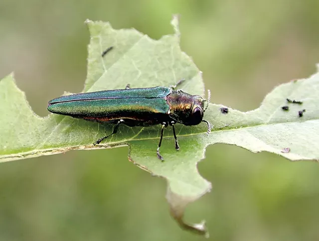 Emerald ash borer - COURTESY OF DEBBIE MILLER/U.S. FOREST SERVICE/BUGWOOD.ORG