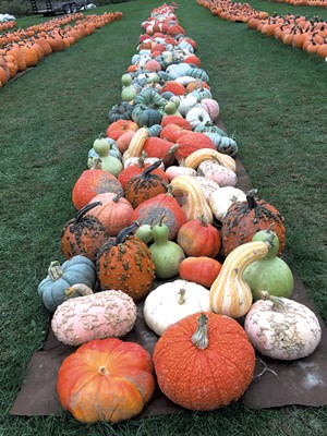 Whitcomb's Land of Pumpkins - COURTESY OF MARY WHITCOMB