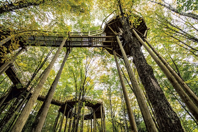 View of the Forest Canopy Walk from the ground - FILE: TOM MCNEILL