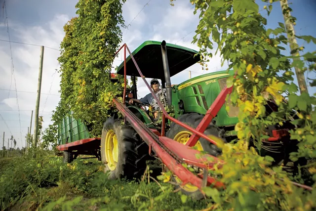 Harvesting hops at Champlain Valley Hops - JAMES BUCK