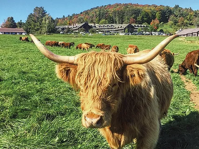 Scottish Highland cattle at Trapp Family Lodge - COURTESY OF TRAPP FAMILY LODGE