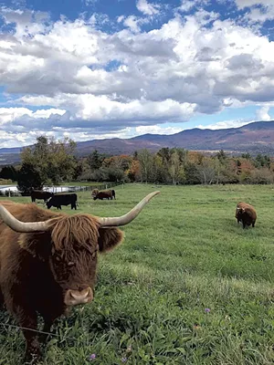 A Scottish Highland cow at Trapp Family Lodge - COURTESY OF TRAPP FAMILY LODGE