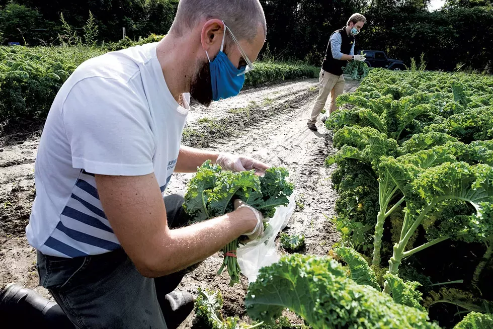 Gleaning locally grown kale to distribute - COURTESY OF THE VERMONT FOODBANK