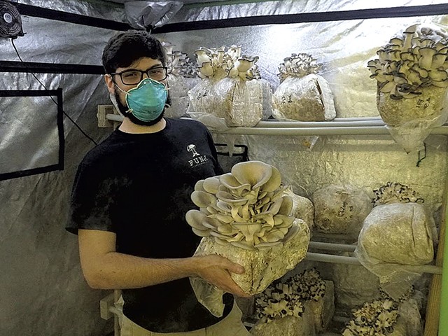 Kevin Melman with blue oyster mushrooms in the fruiting chamber - COURTESY OF KEVIN MELMAN