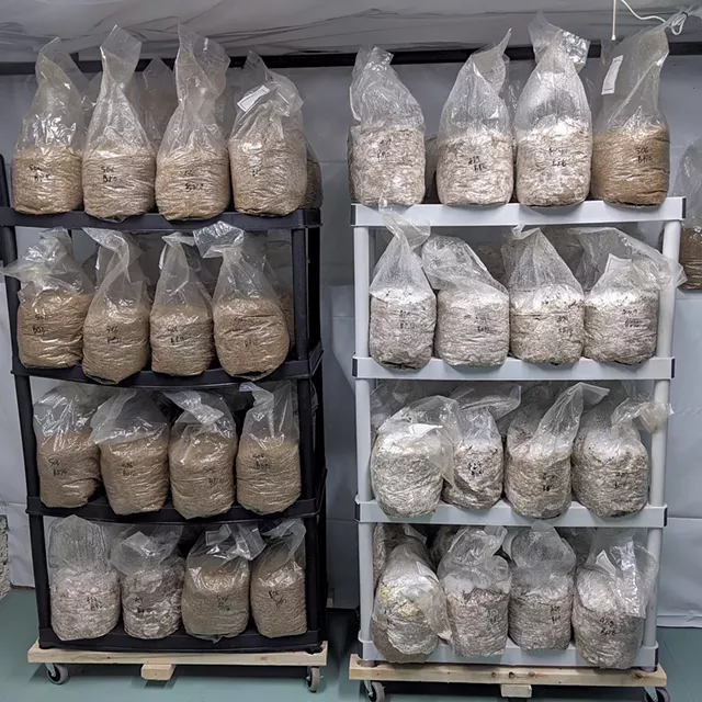 Mushroom "logs" in the inoculation room - COURTESY OF KEVIN MELMAN