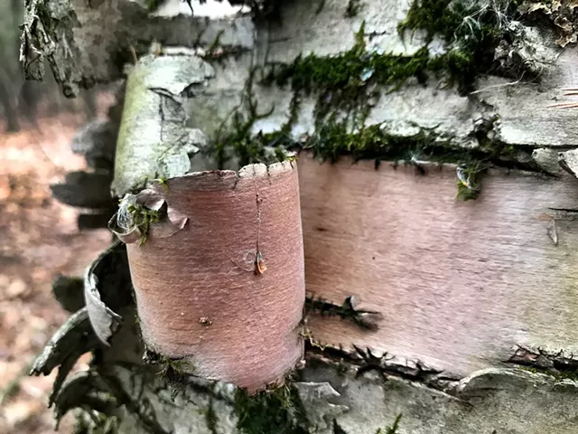 Birch curl - COURTESY OF ELIZABETH BILLINGS