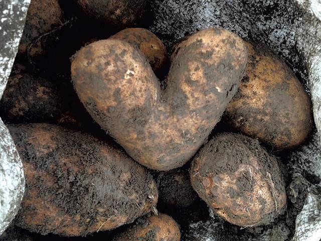 Freshly dug heart-shaped potato from Valentine Farm - COURTESY COMMUNITY HARVEST OF CENTRAL VERMONT
