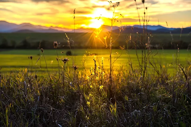 Jeffrey Herwood, “Flower Sunset”