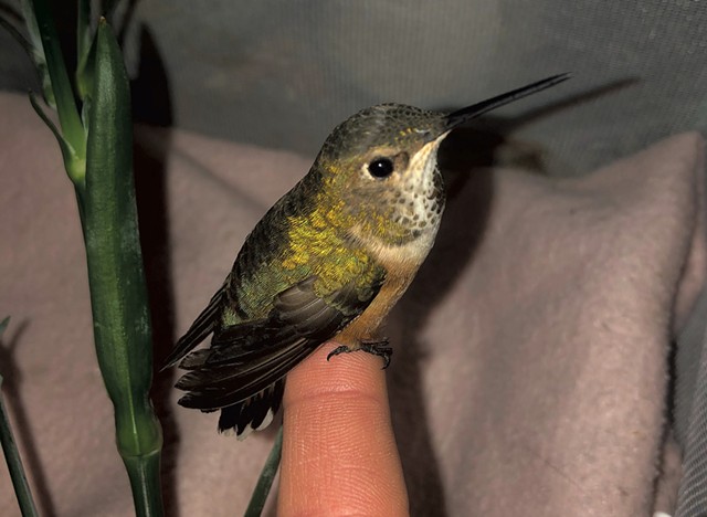 Male rufous hummingbird rescued in December 2020 - COURTESY OF JULIANNA PARKER
