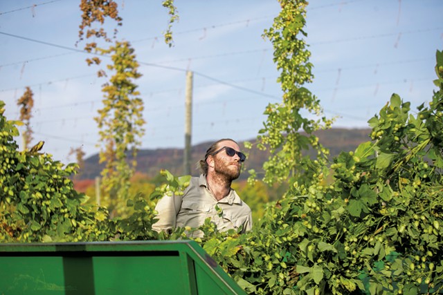Hops harvesting at Champlain Valley Hops - FILE: JAMES BUCK