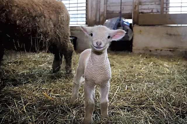 Norman, a 2020 lamb at Billings Farm & Museum - COURTESY OF BILLINGS FARM & MUSEUM