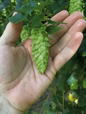 New Zealand hops - COURTESY OF SHAUN HILL