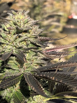 Plante de cannabis - MATT LEONETTI