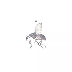 Black Fly, Black Fly 01 - COURTESY