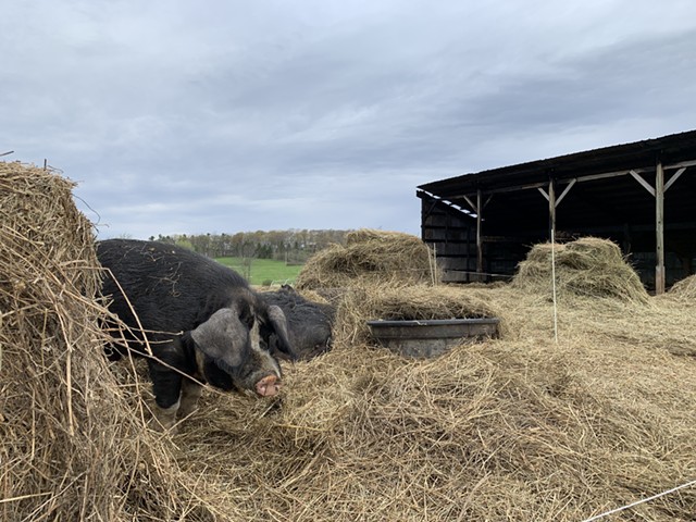 Bread & Butter Farm pigs on Monday in front of the damaged animal shed - MELISSA PASANEN ©️ SEVEN DAYS