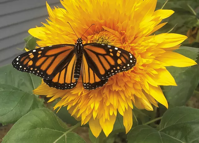 A monarch butterfly on a sunflower - COURTESY OF LAURA HILL