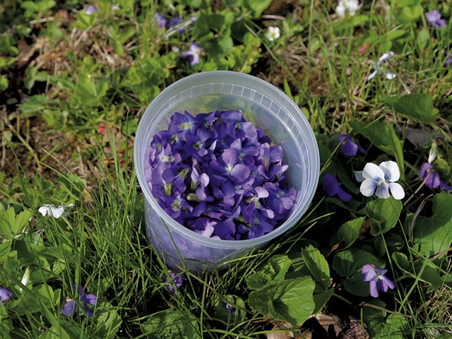 Foraging violets - JORDAN BARRY ©️ SEVEN DAYS