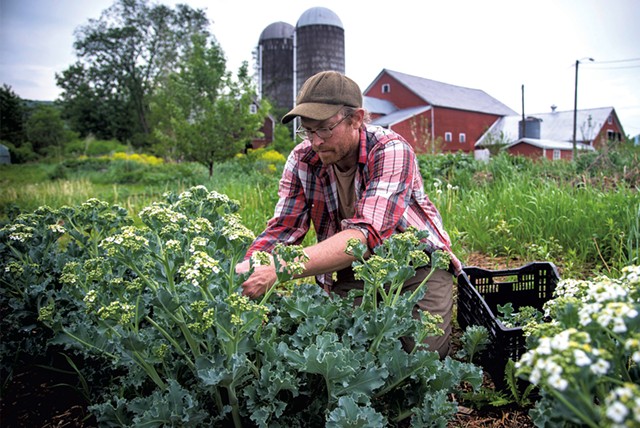 Graham Unangst-Rufenacht harvesting sea kale at the Farm Between of Sterling College in Jeffersonville - GLENN RUSSELL