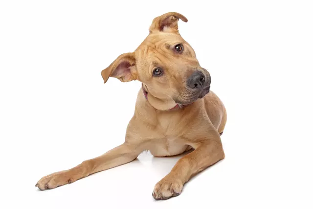 Drive Fur Animals - © DREAMSTIME