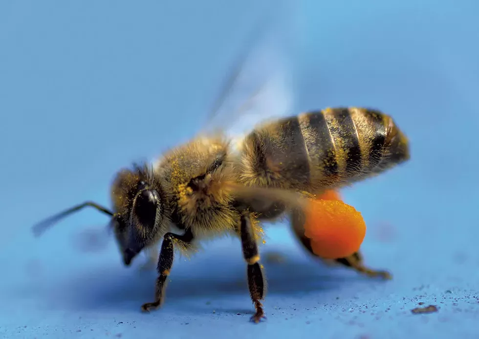 Bee carrying golden rod pollen - COURTESY OF MIKE KIERNAN