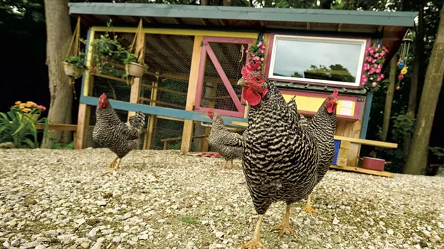 Michelle Fongemie's backyard chicken coop in Hinesburg - BEAR CIERI