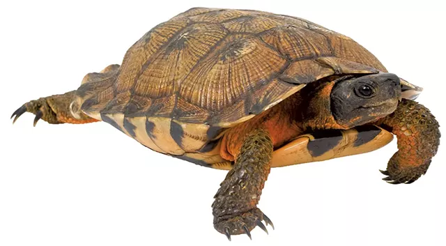 North American wood turtle - © AMWU | DREAMSTIME.COM