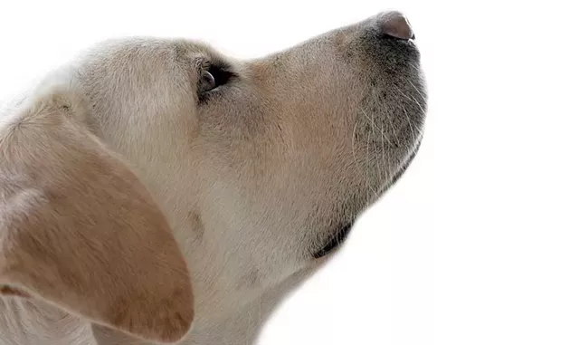 Fun Dog Show - ANGELO CORDESCHI | DREAMSTIME