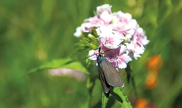 A Virginia ctenucha moth - DARIA BISHOP