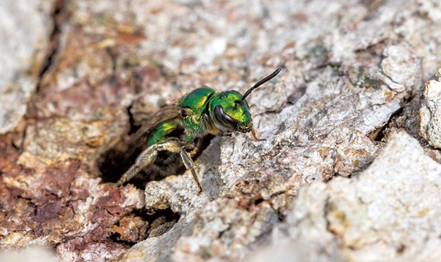 Pure green sweat bee - COURTESY OF SPENCER HARDY