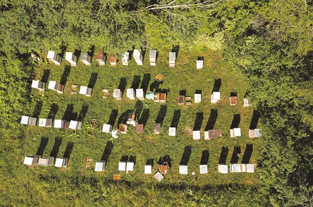 Champlain Valley Apiaries hives in Shoreham - CALEB KENNA