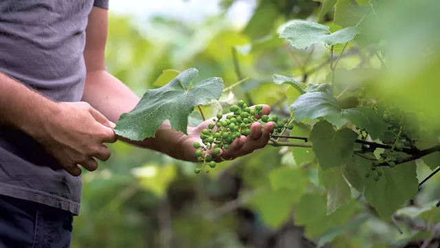 Stephen Wilson inspecting grapes in a Hinesburg vineyard - DARIA BISHOP