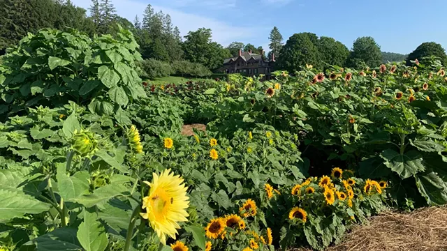 Sunflower House & Gardens at Billings Farm & Museum - COURTESY OF BILLINGS FARM & MUSEUM