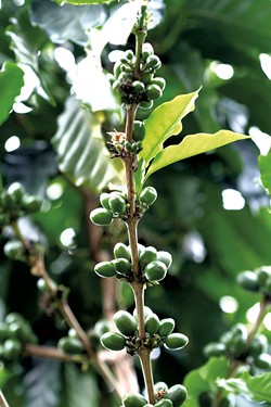 Coffee plant in Puerto Rico - SUZANNE PODHAIZER