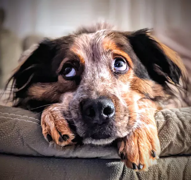 Wally (Human: Michelle Henry) - COURTESY