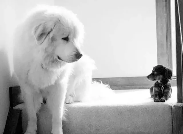 Robroy and Lucy (Human: Nancy Malhotra) - COURTESY