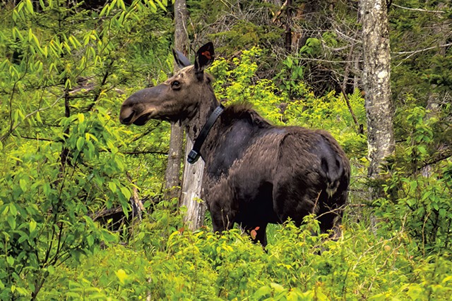 Collared moose - COURTESY OF JOSH BLOUIN