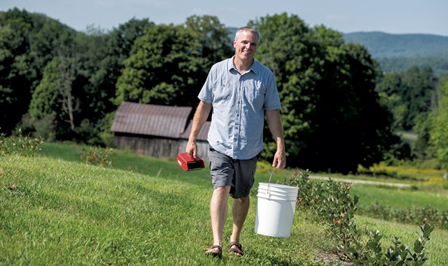 Matt Sayre walking along the Aronia berry bushes on his Hinesburg farm - DARIA BISHOP