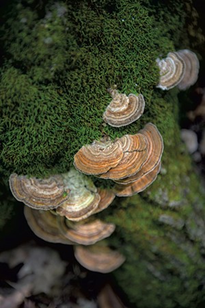A turkey tail, likely the violet-toothed polypore (Trichaptum biforme), at Shelburne Farms - DARIA BISHOP