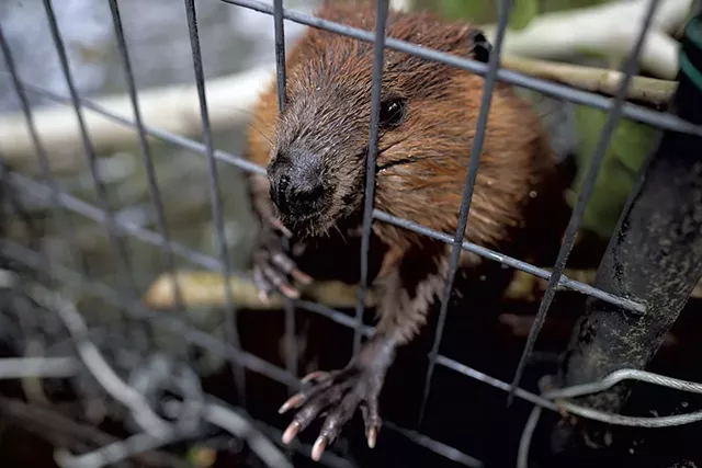 A beaver in John Aberth's care - BEN DEFLORIO