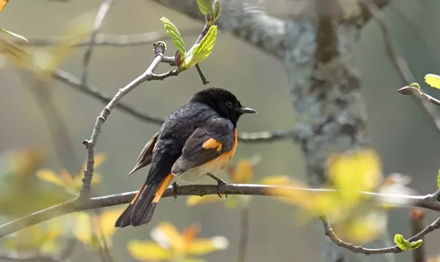 Bridget Butler - COURTESY OF RUTLAND COUNTY AUDUBON