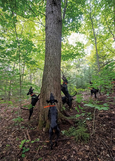 Hounds encircling a treed bear - JEB WALLACE-BRODEUR