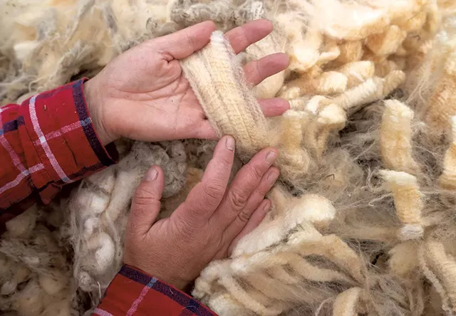 Katie Sullivan sorting raw fleece - JEB WALLACE-BRODEUR
