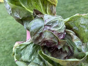 Homegrown Leonardo radicchio - MELISSA PASANEN ©️ SEVEN DAYS