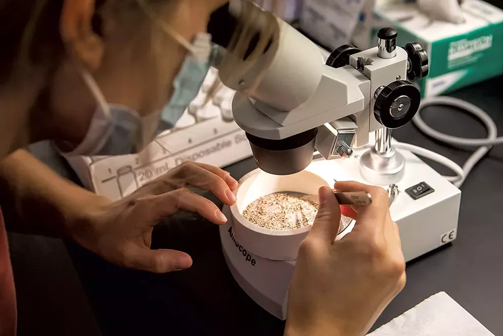 Kate Porterfield hunting for microplastics in food waste at UVM - LUKE AWTRY