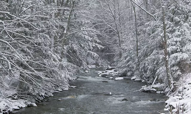 Winter Forest Bathing - © DONLAND | DREAMSTIME