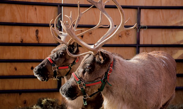 Reindeer Live - COURTESY OF SHAWN SWITHENBANK